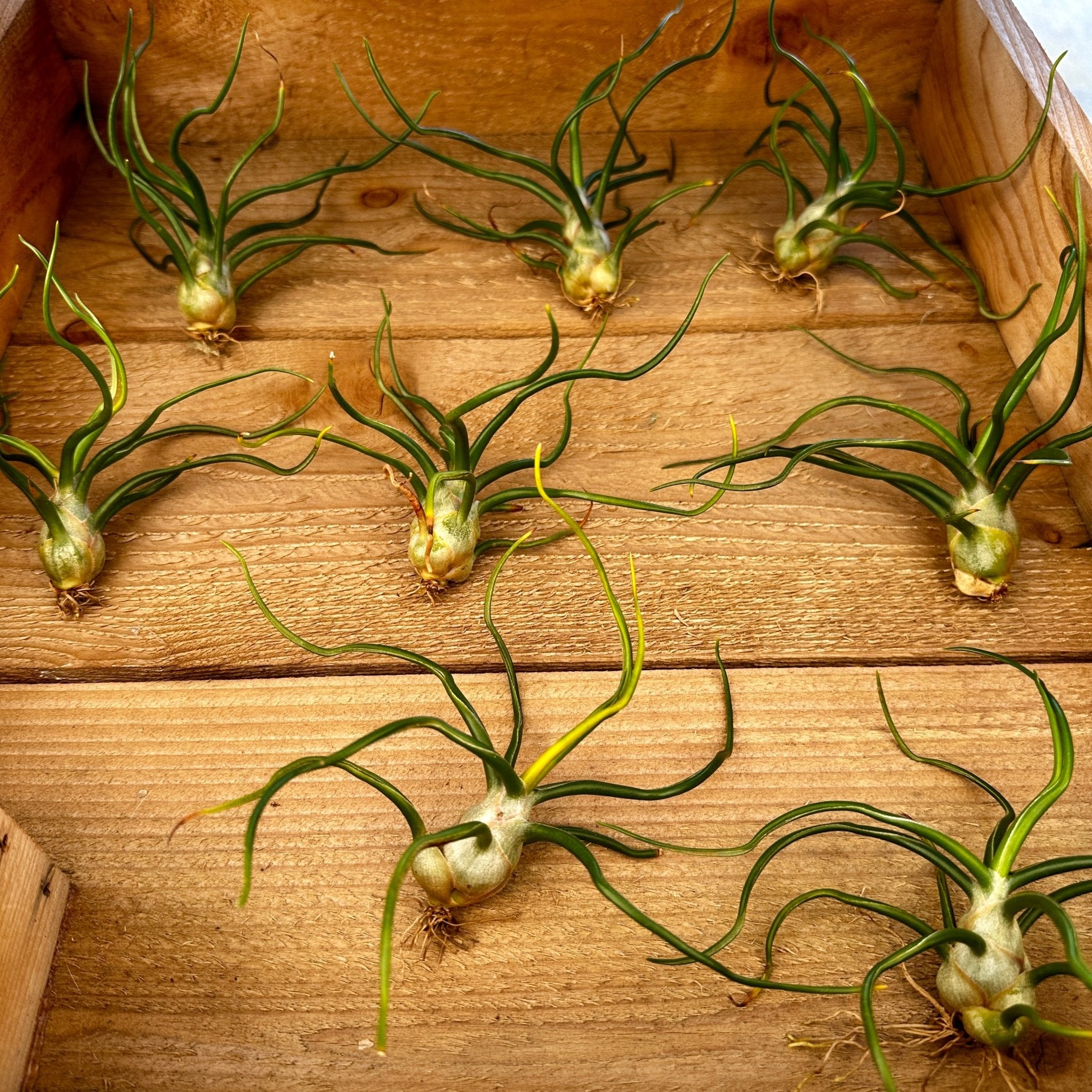 ブロメリア・エアープランツ Tillandsia Bulbosa Alba Tillandsia bulbosa Forma Alba – Rainforest Flora