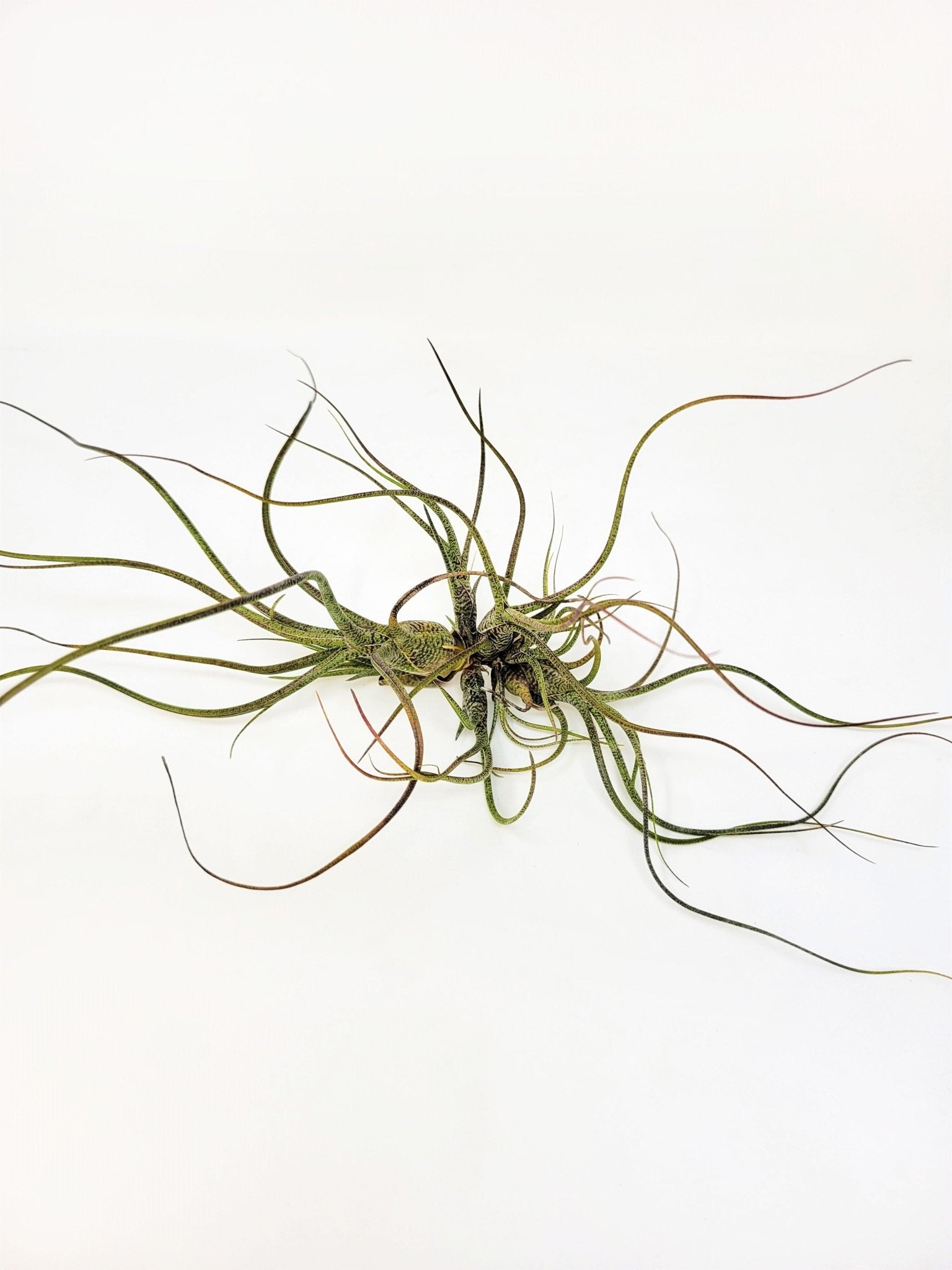 air plant butzii Tillandsia butzii – Rainforest Flora
