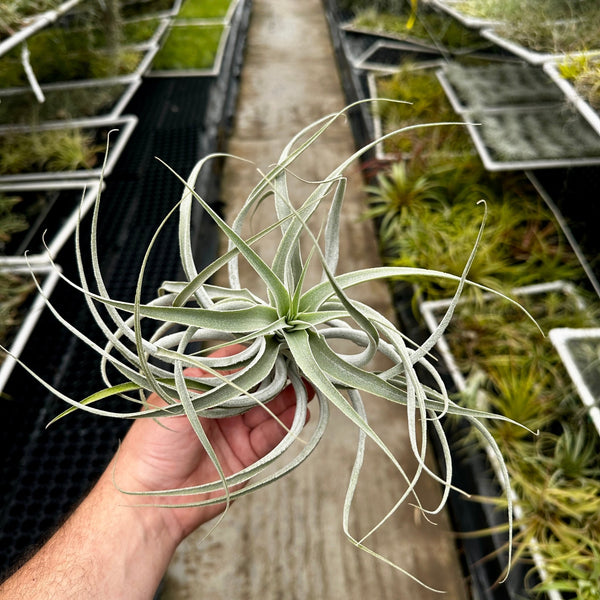 Tillandsia cacticola Thin Leaf – Rainforest Flora