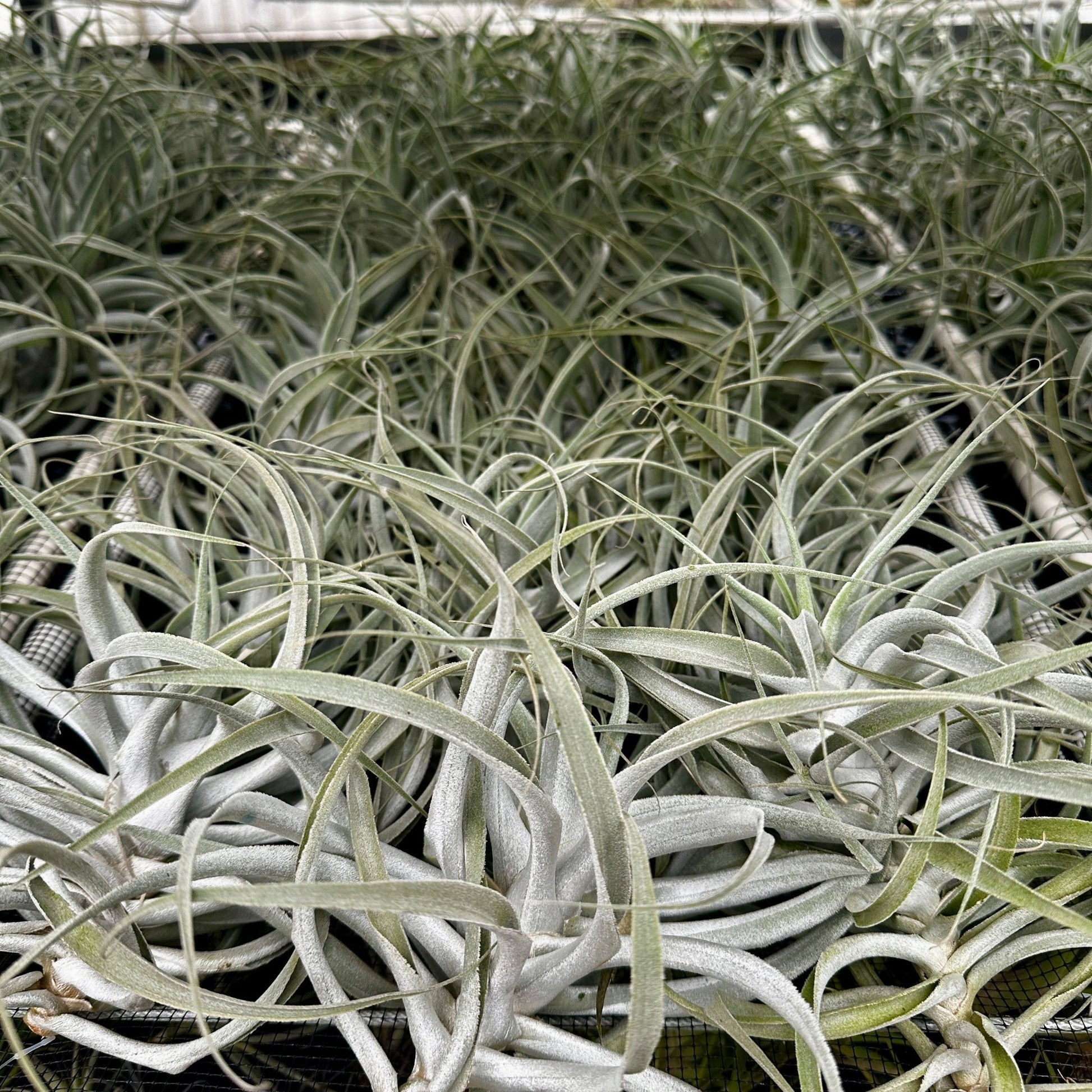 Tillandsia cacticola Thin Leaf - Rainforest Flora
