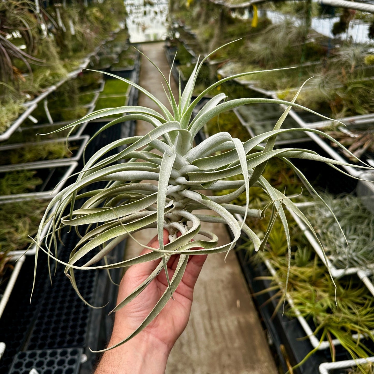 Tillandsia cacticola Thin Leaf - Rainforest Flora