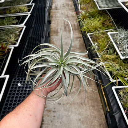 Tillandsia cacticola Thin Leaf - Rainforest Flora