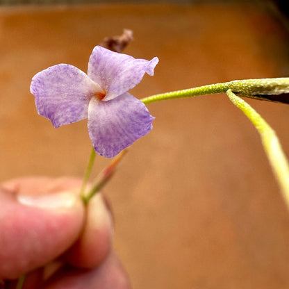 Tillandsia caerulea - Rainforest Flora