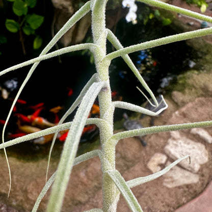 Tillandsia caerulea - Rainforest Flora