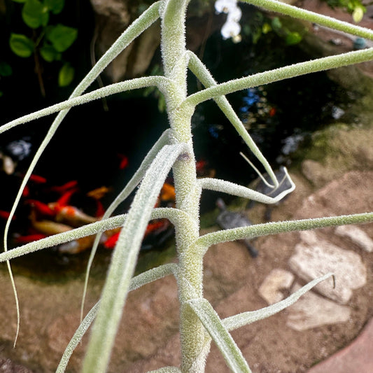 Tillandsia caerulea - Rainforest Flora