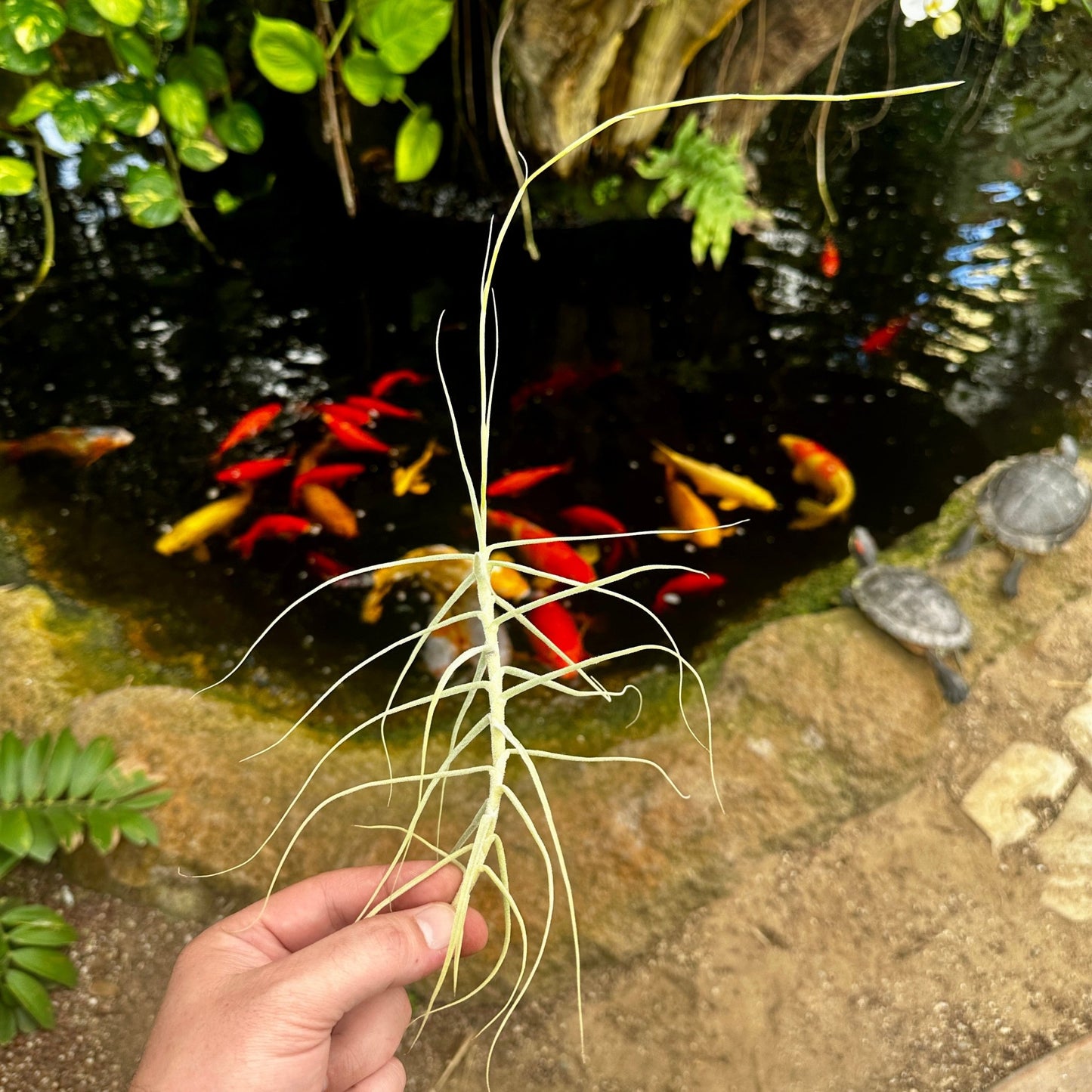Tillandsia caerulea - Rainforest Flora