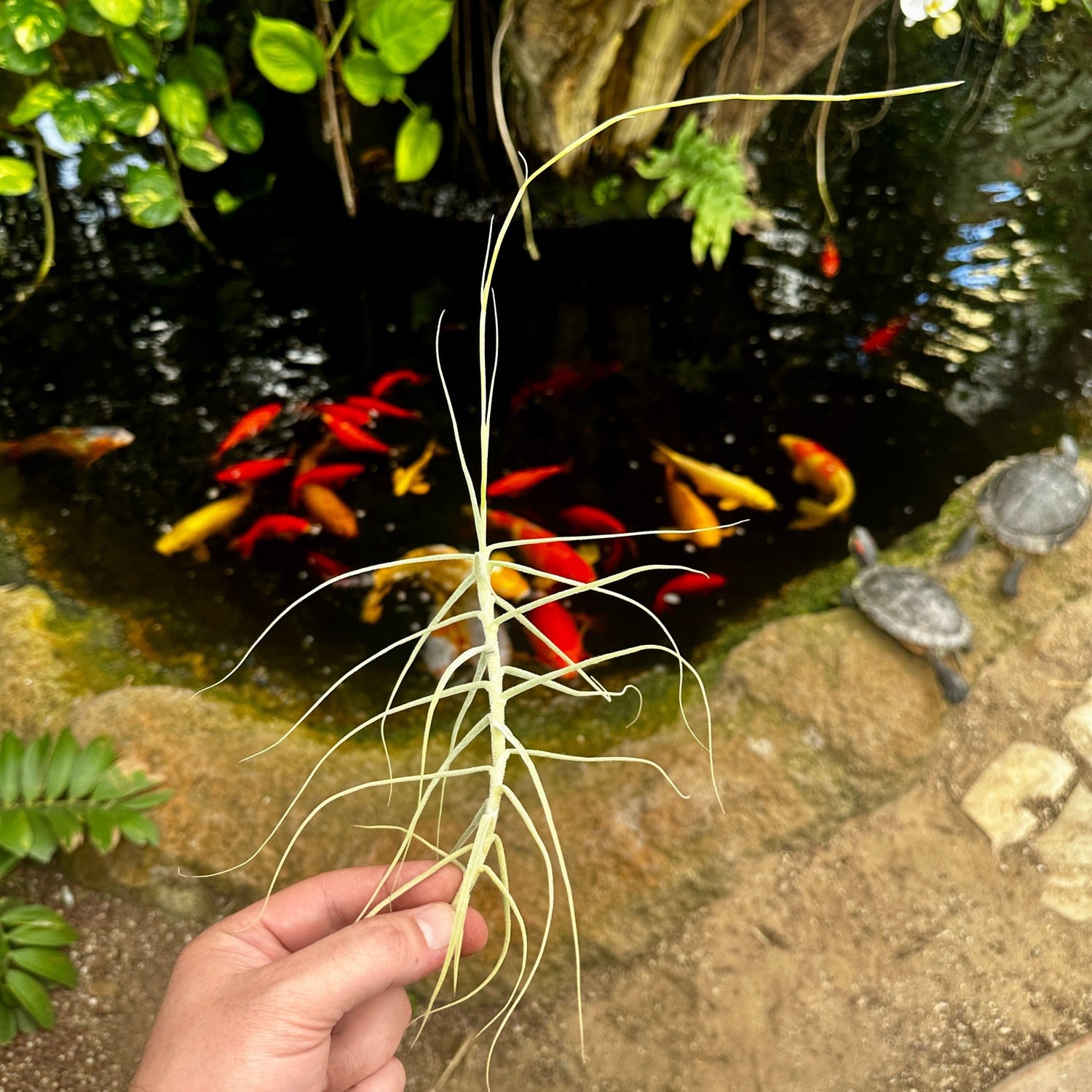 Tillandsia caerulea - Rainforest Flora