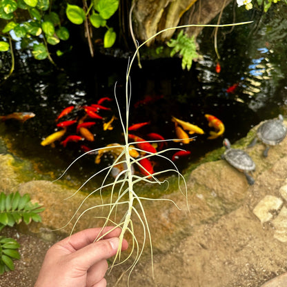 Tillandsia caerulea - Rainforest Flora