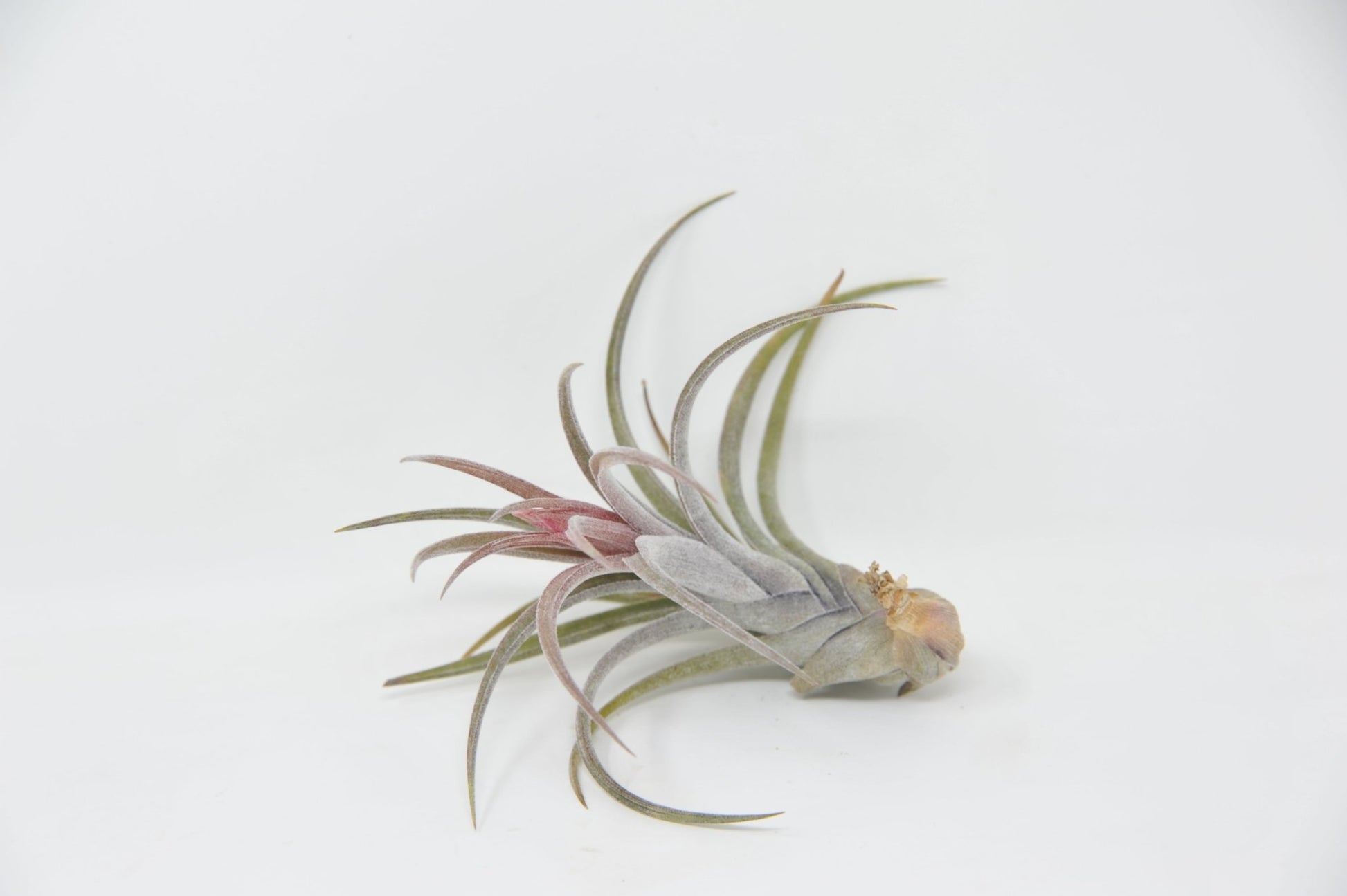 Tillandsia 'Califano' - Rainforest Flora