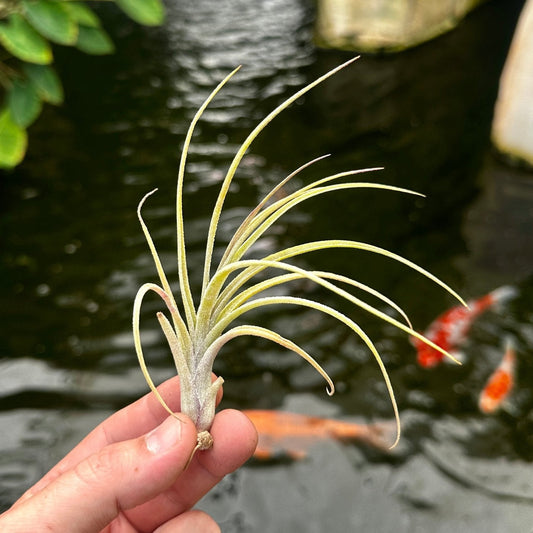 Tillandsia 'Califano' (T. baileyi X T. ionantha) - Rainforest Flora