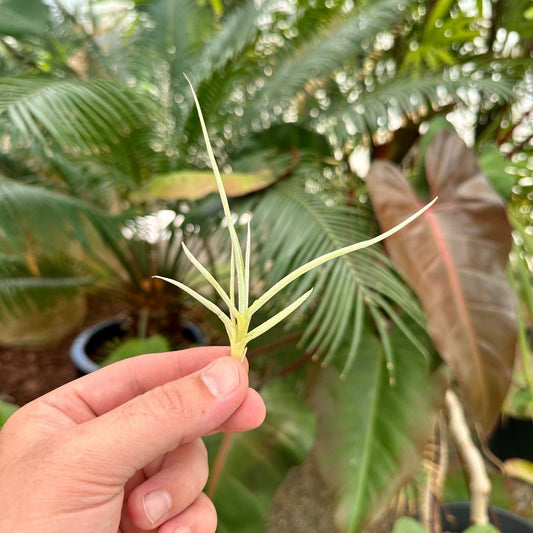 Tillandsia caliginosa - Rainforest Flora