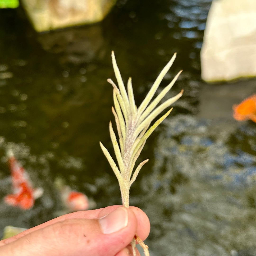 Tillandsia capillaris Giant Form - Rainforest Flora