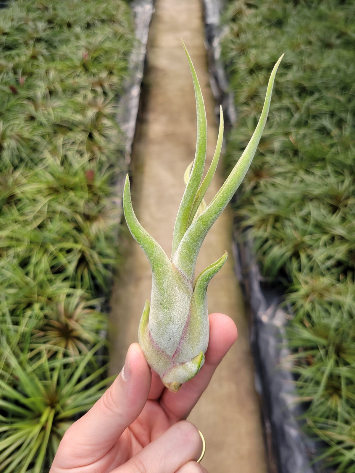 air plant medusae Tillandsia caput-medusae – Rainforest Flora