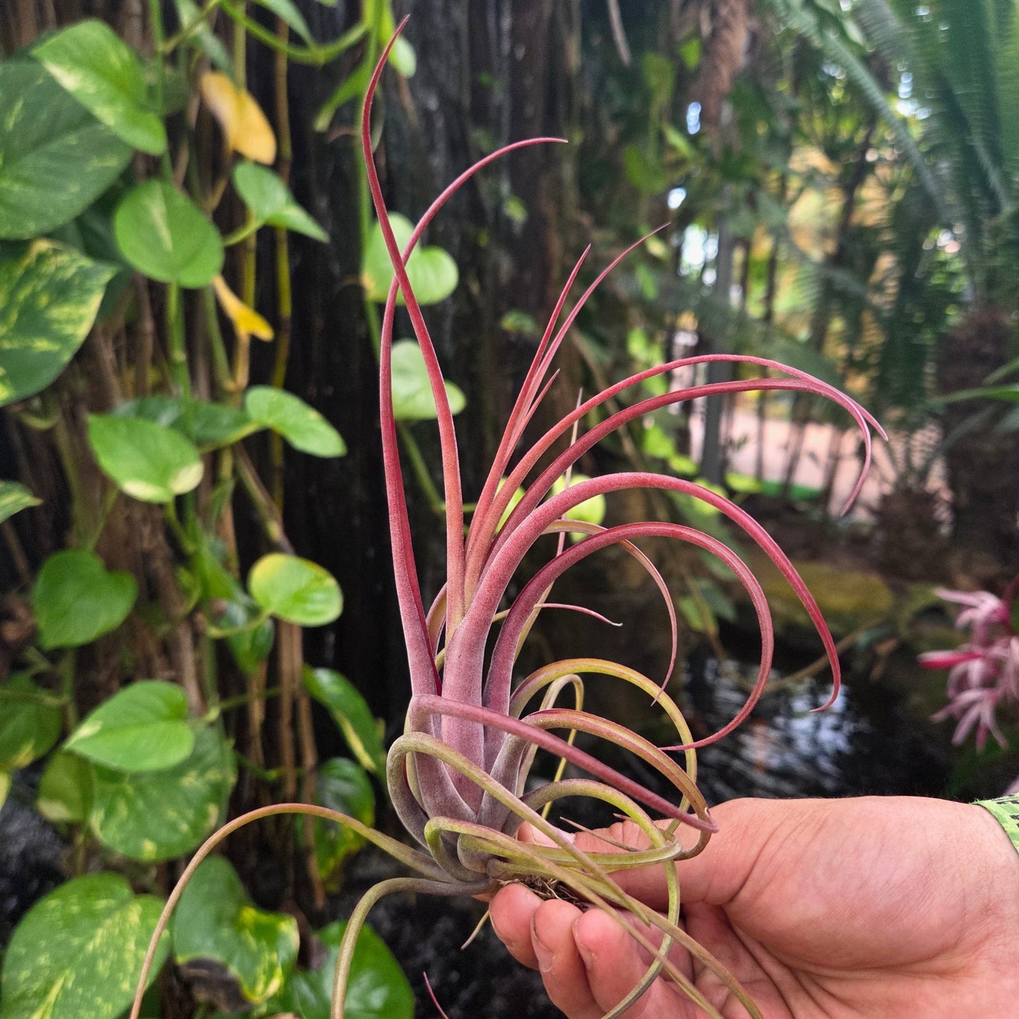 Tillandsia ‘Celebration’ (T. bulbosa X T. brachycaulos) - Rainforest Flora