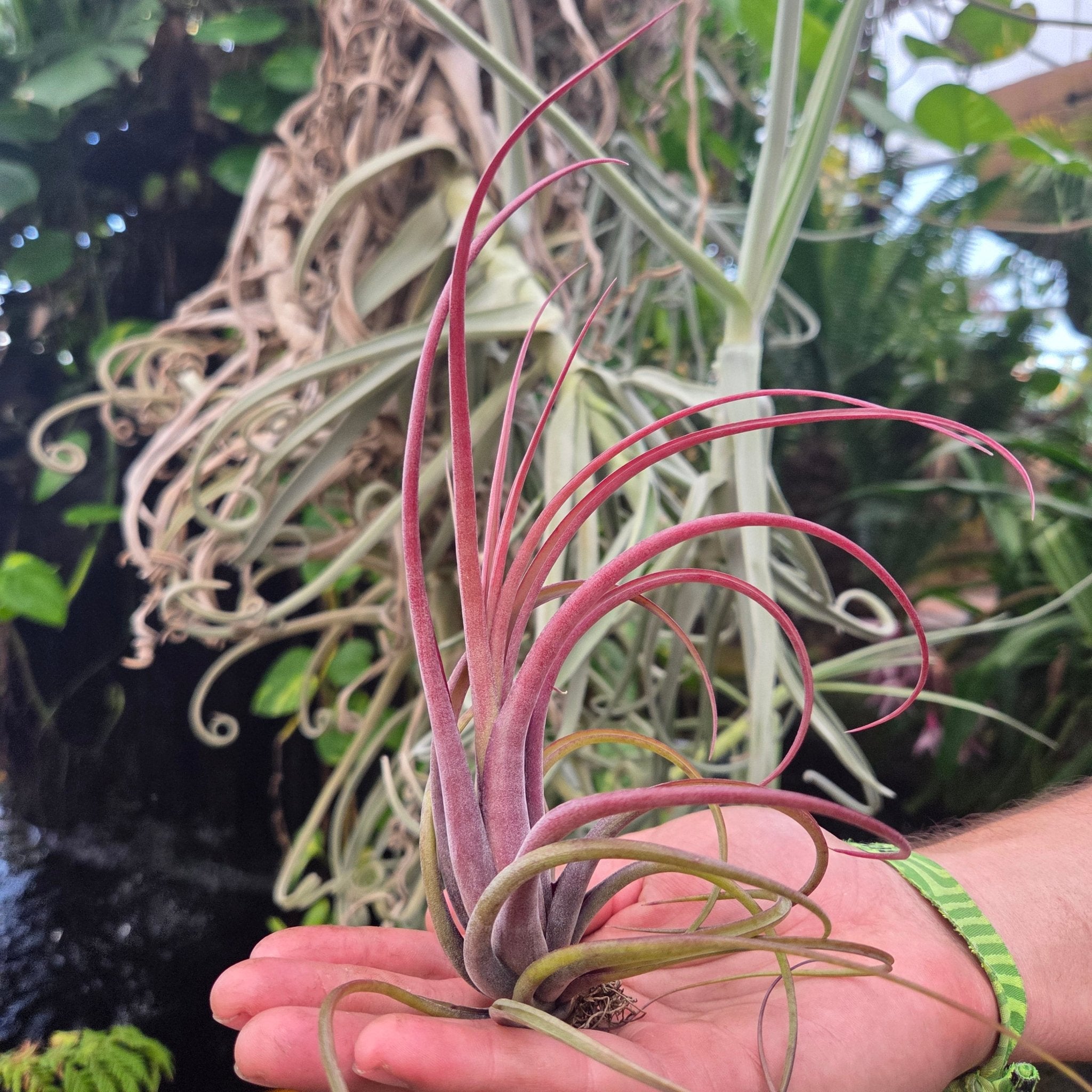 Tillandsia 'Celebration' (T. bulbosa X T. brachycaulos