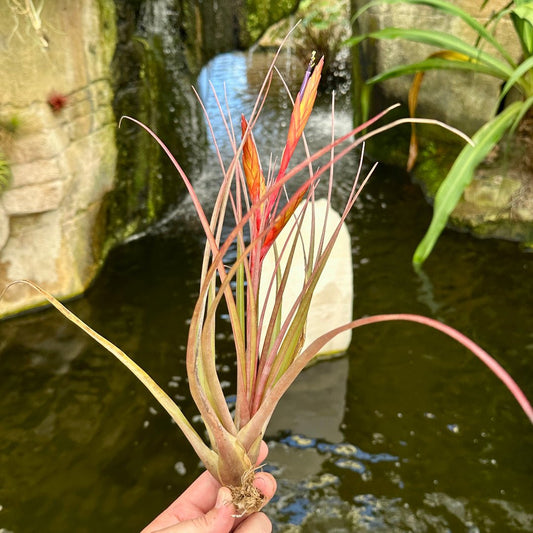 Tillandsia chlorophylla - Rainforest Flora