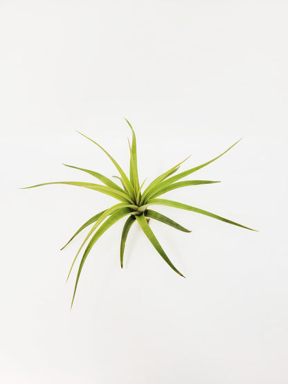 Tillandsia concolor - Rainforest Flora