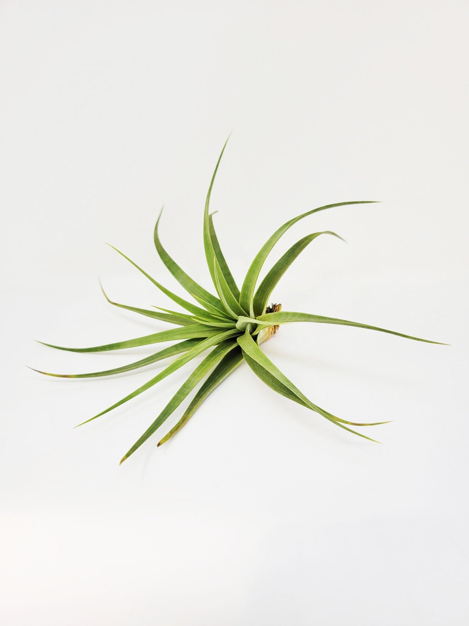 concolor air plant Tillandsia concolor