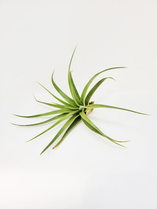 Tillandsia concolor - Rainforest Flora