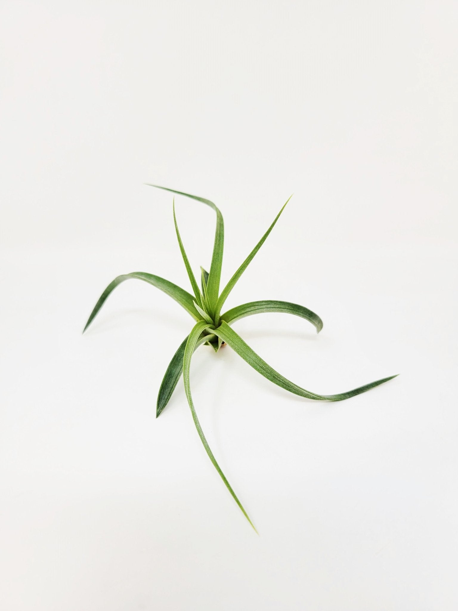 Tillandsia concolor - Rainforest Flora