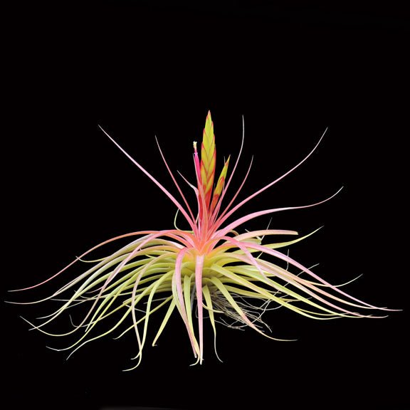 Tillandsia concolor - Rainforest Flora