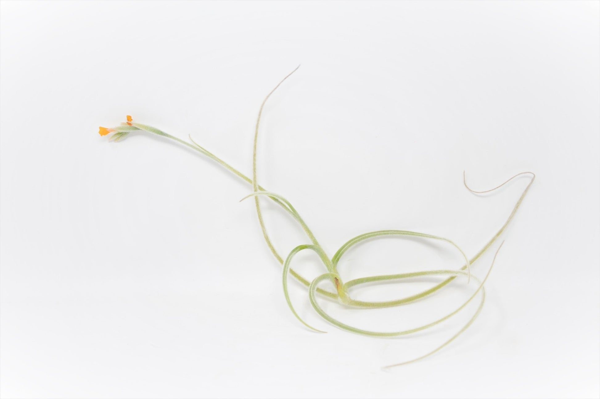 copper penny air plant Tillandsia crocata 'Copper Penny'