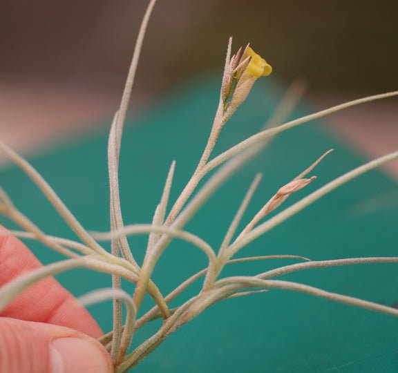 copper penny air plant Tillandsia crocata 'Copper Penny'