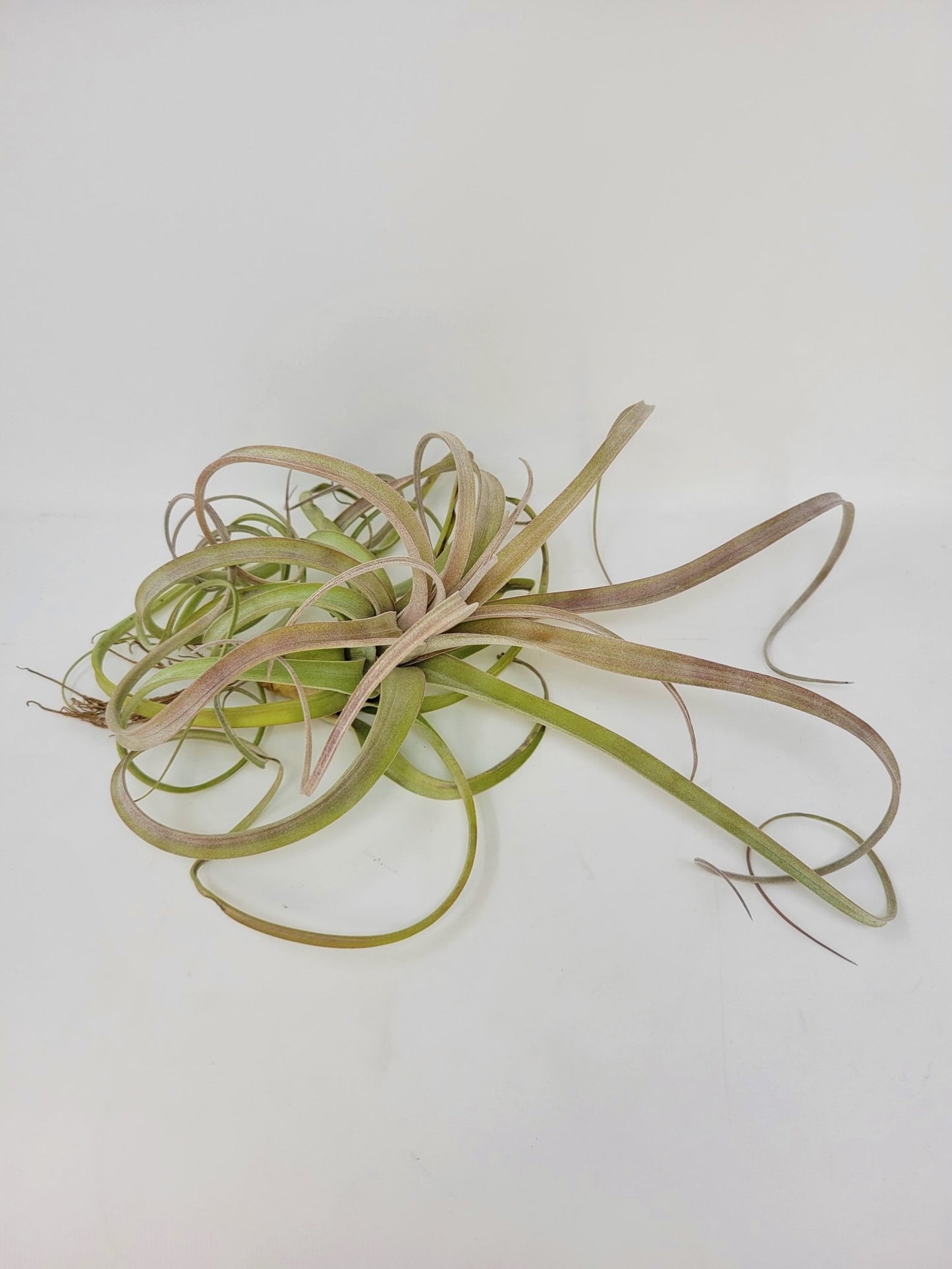 Tillandsia 'Crowning Glory' - Rainforest Flora