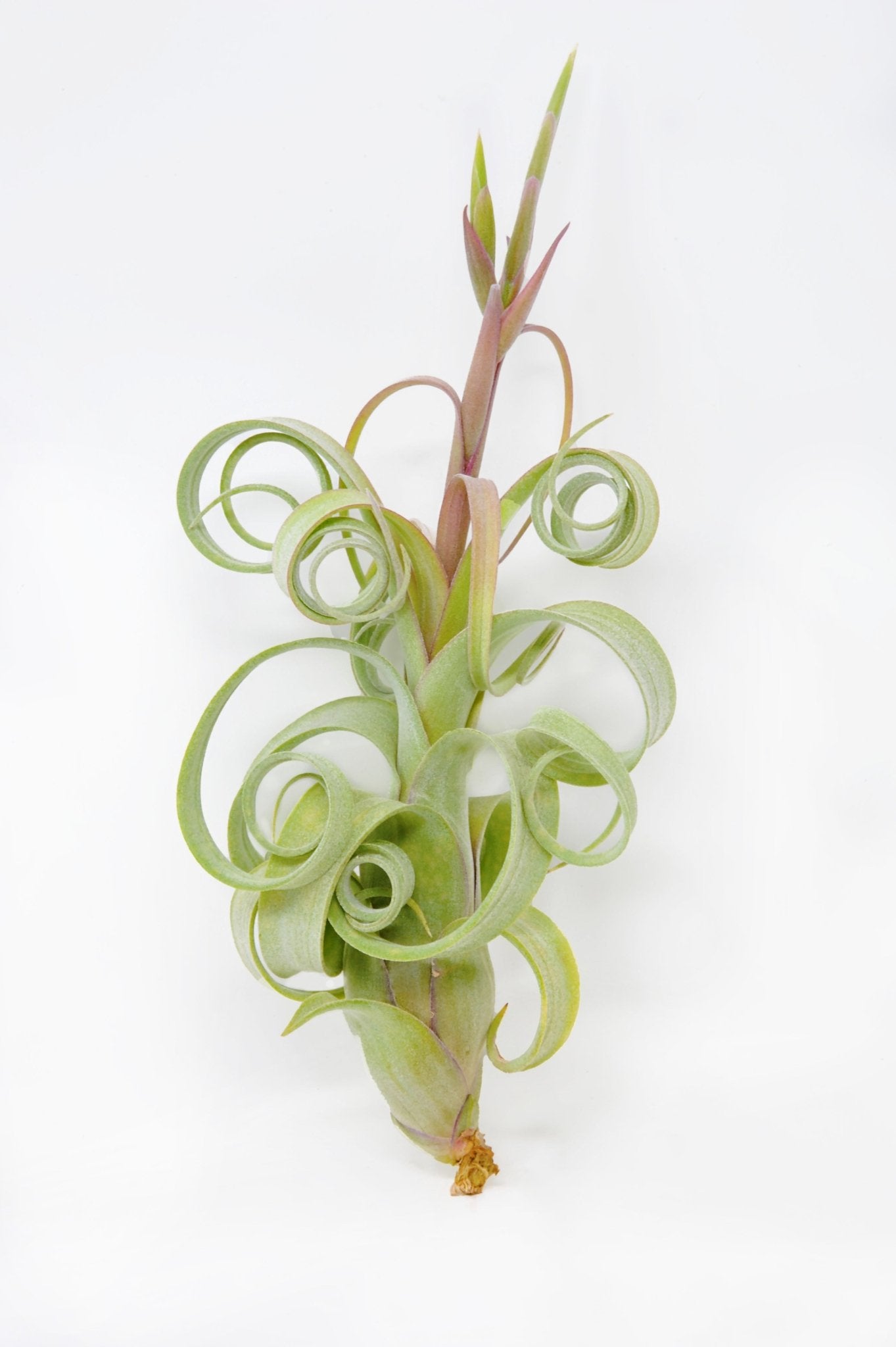 air plant curly Tillandsia 'Curly Slim' (T. intermedia X T. streptophylla)