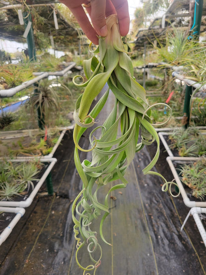 Tillandsia 'Curly Slim' - Rainforest Flora