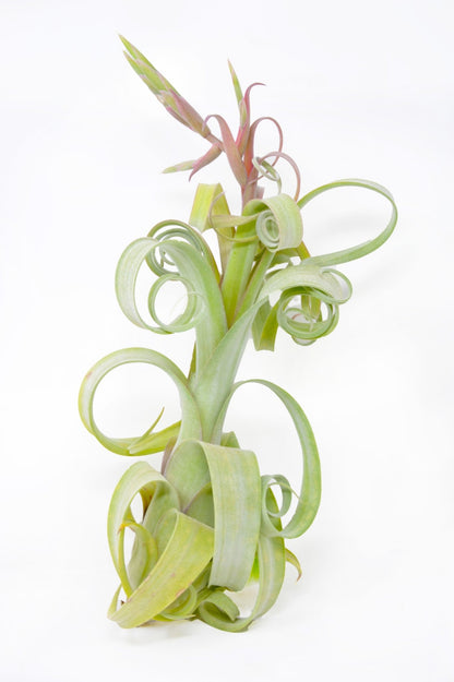 Tillandsia 'Curly Slim' - Rainforest Flora