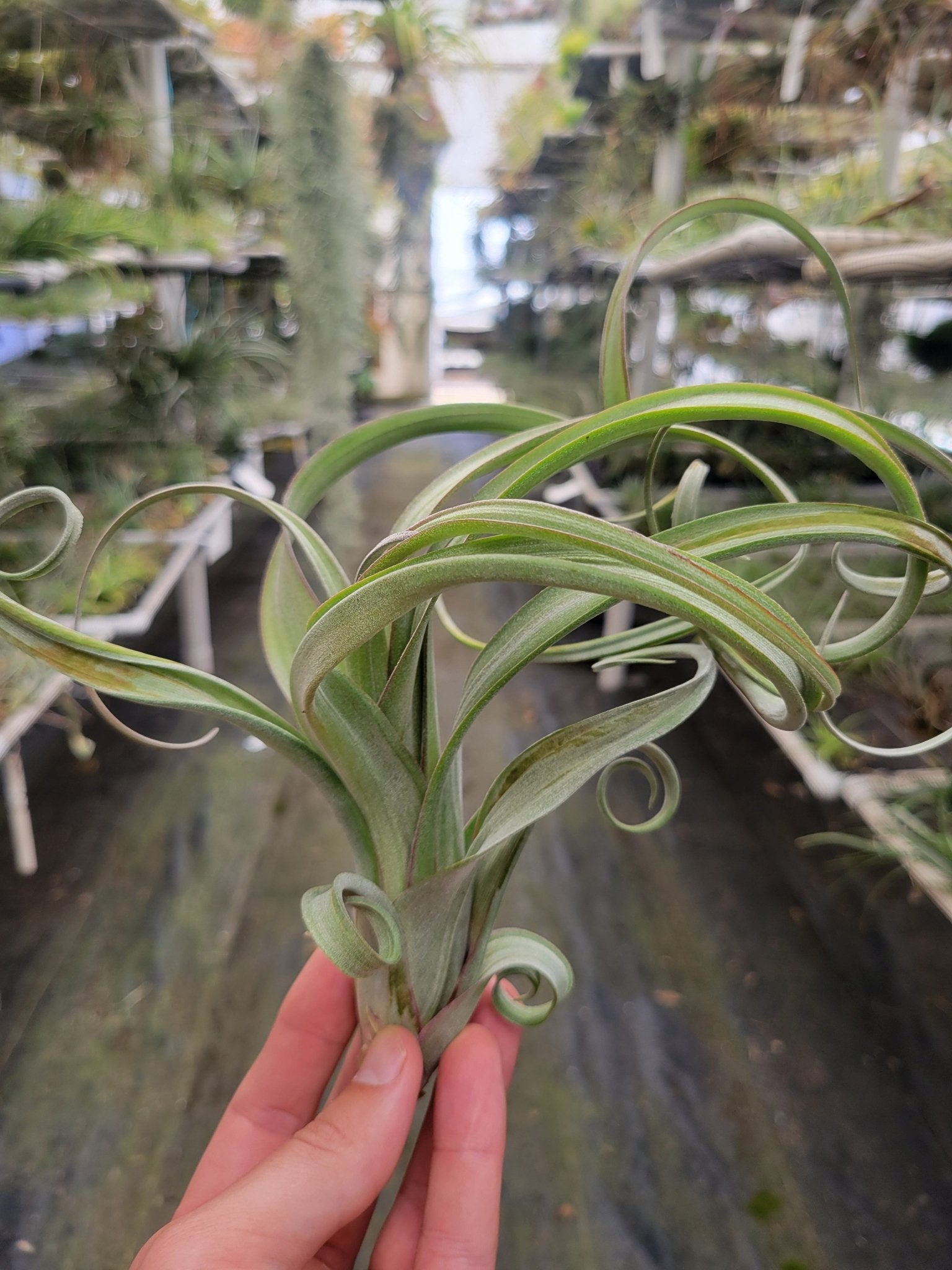 air plants curled leaves Tillandsia 'Curly Slim' (T. intermedia X T. streptophylla)