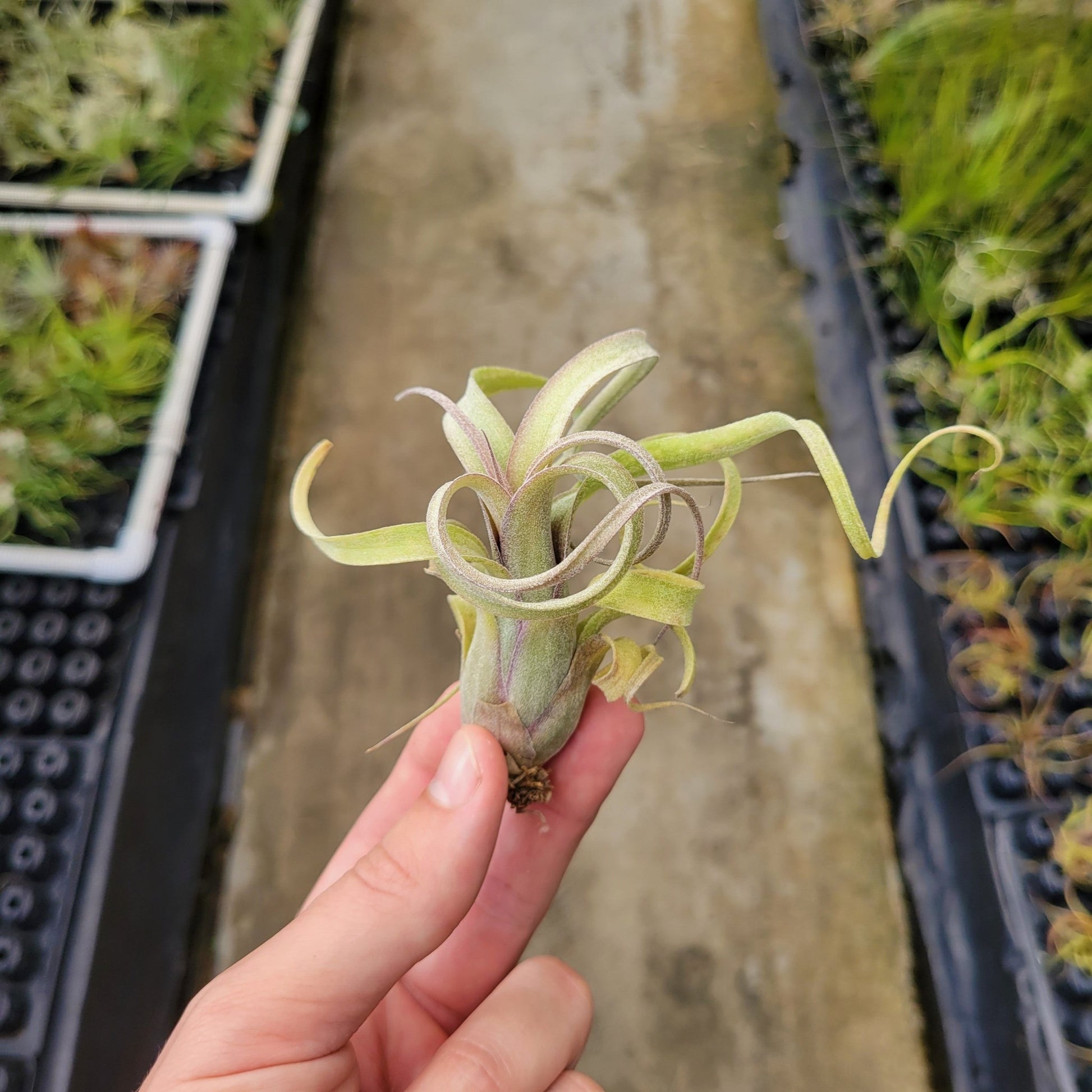 curly slim air plant care Tillandsia 'Curly Slim' (T. intermedia X T. streptophylla)