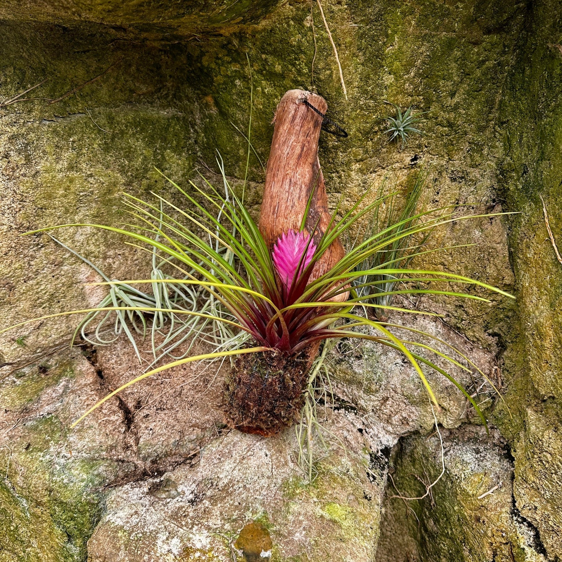 Tillandsia cyanea - Rainforest Flora