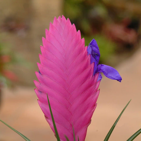 Tillandsia cyanea - Rainforest Flora