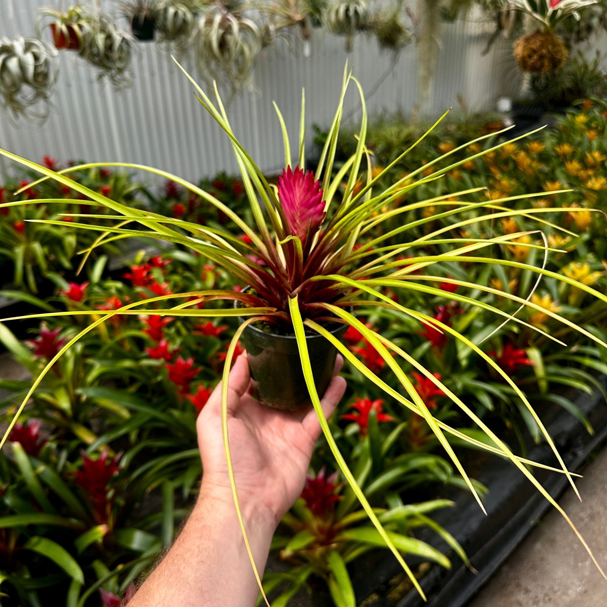ラストTillandsia cyanea White T'S TROPICALS Tillandsia cyanea – Rainforest Flora