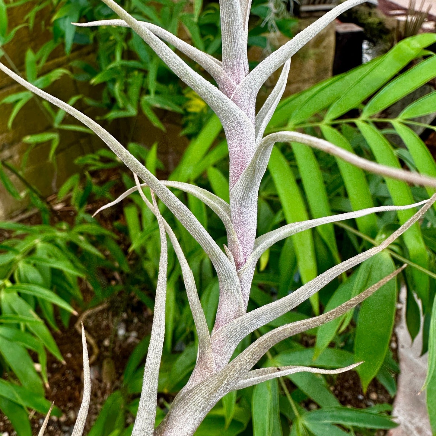 Tillandsia diaguitensis - Rainforest Flora