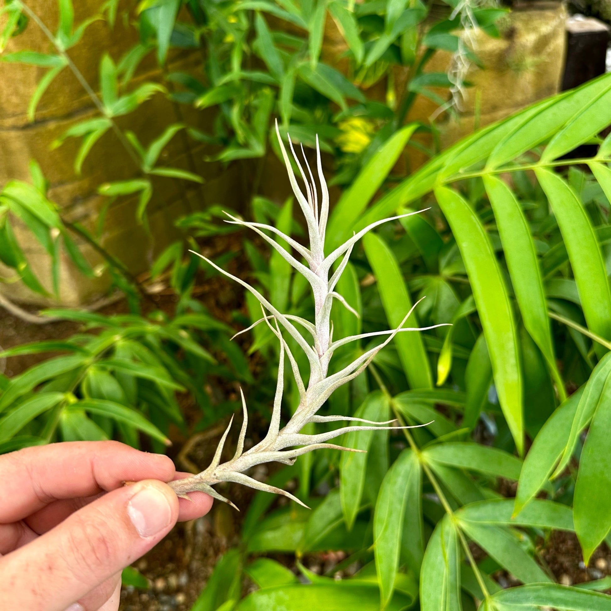 Tillandsia diaguitensis - Rainforest Flora