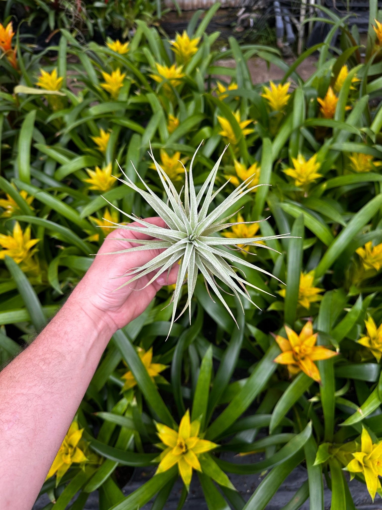 Tillandsia didisticha – Rainforest Flora