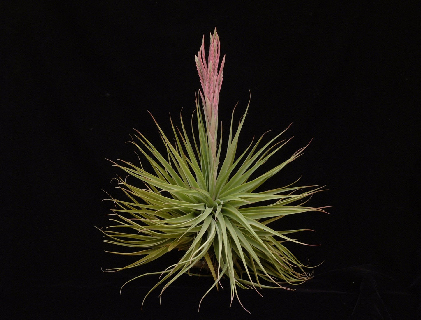 Tillandsia didisticha - Rainforest Flora