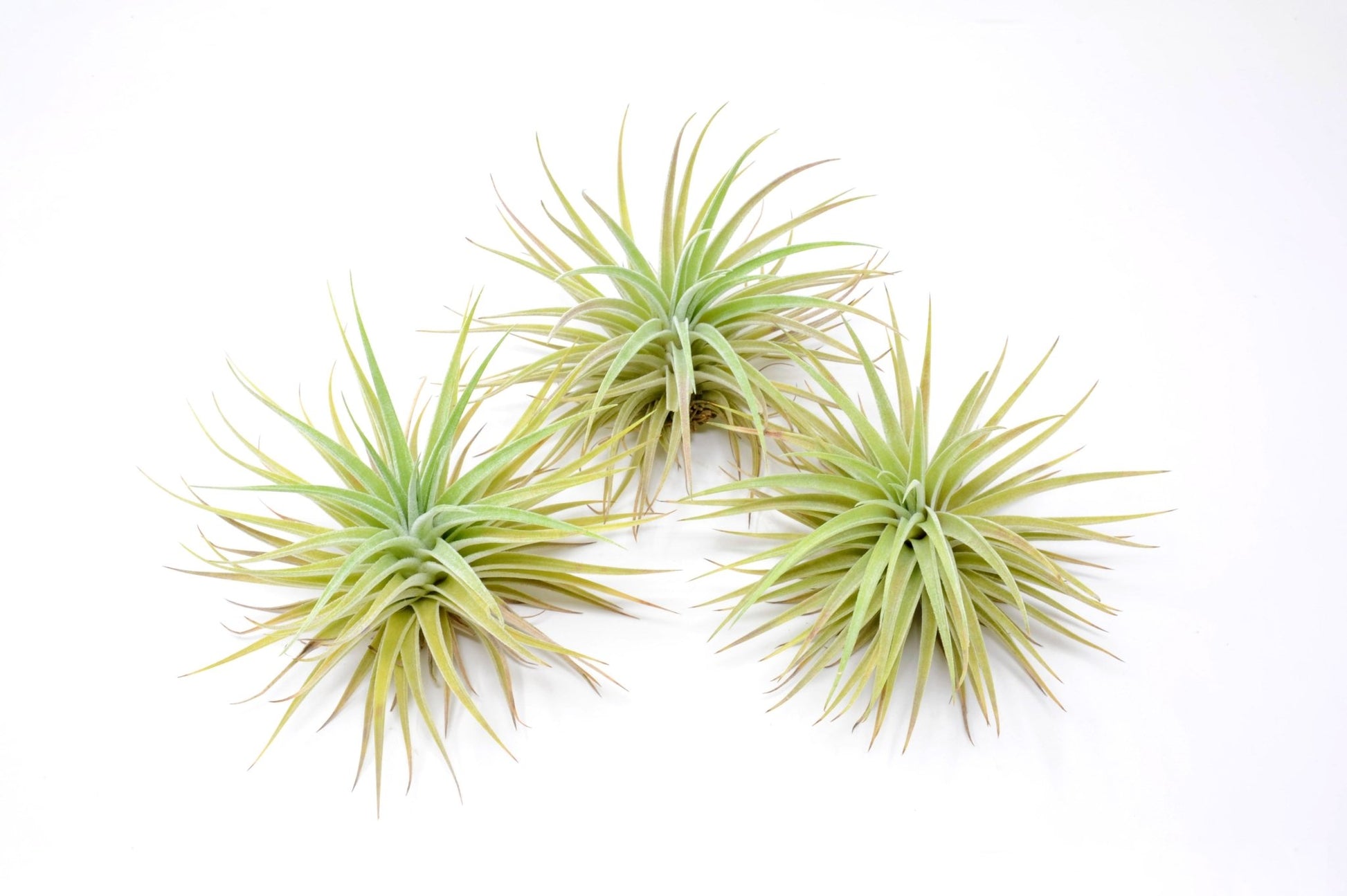 Tillandsia didisticha - Rainforest Flora