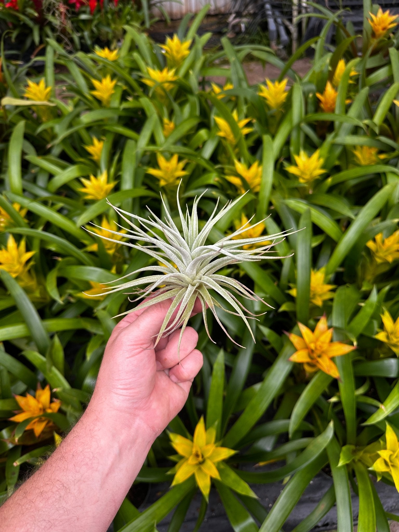 Tillandsia didisticha - Rainforest Flora