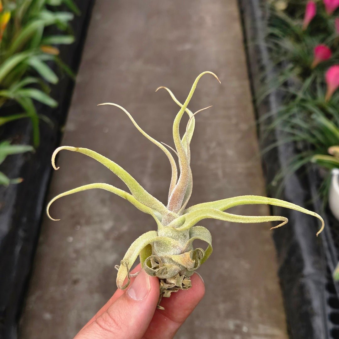 Tillandsia diguetii - Rainforest Flora