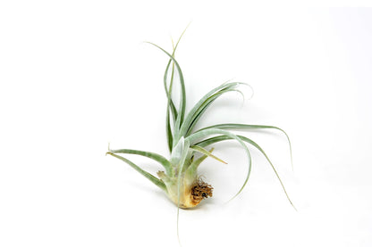 Tillandsia 'Don Walsh' - Rainforest Flora