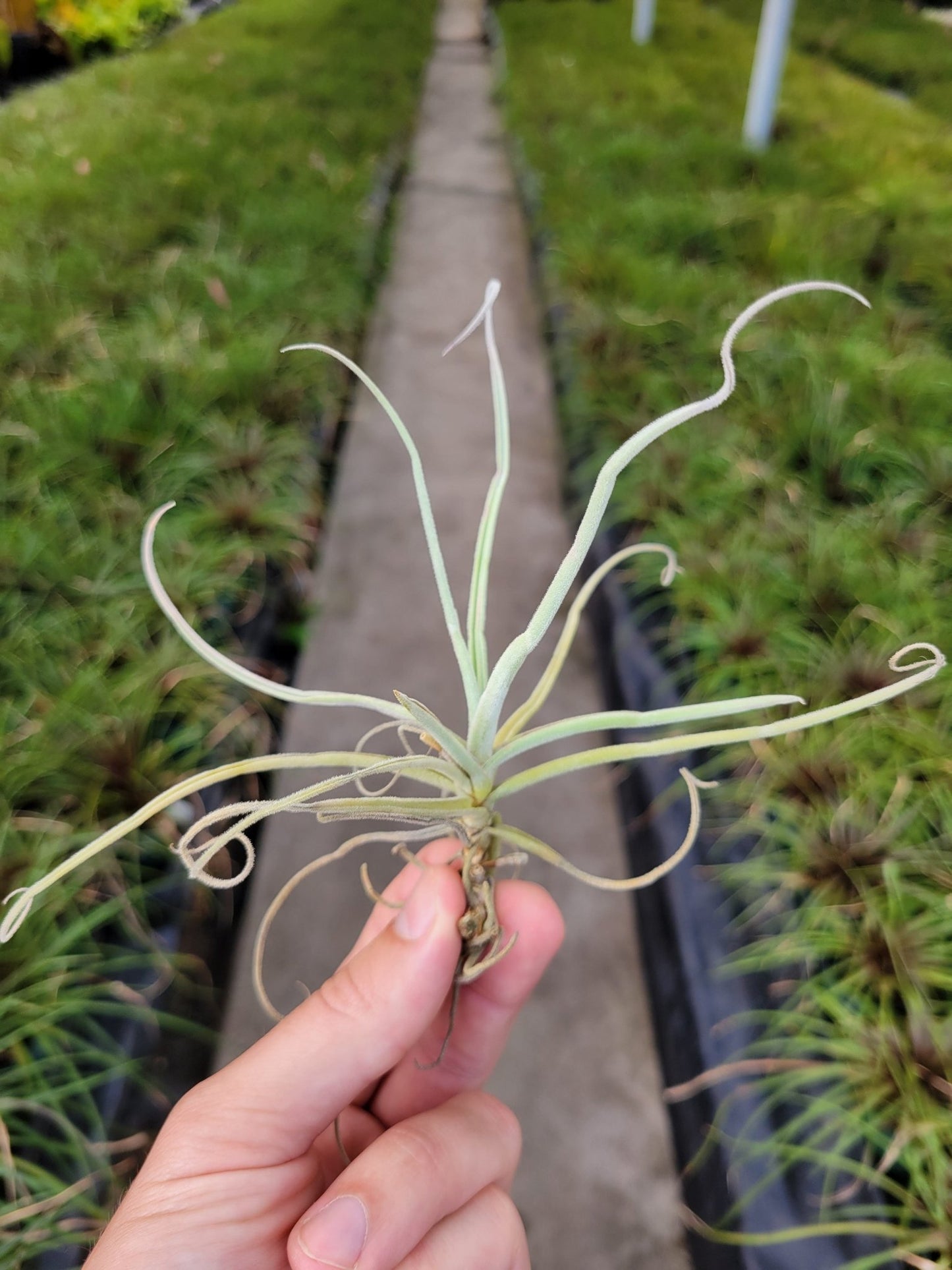 Tillandsia duratii - Rainforest Flora