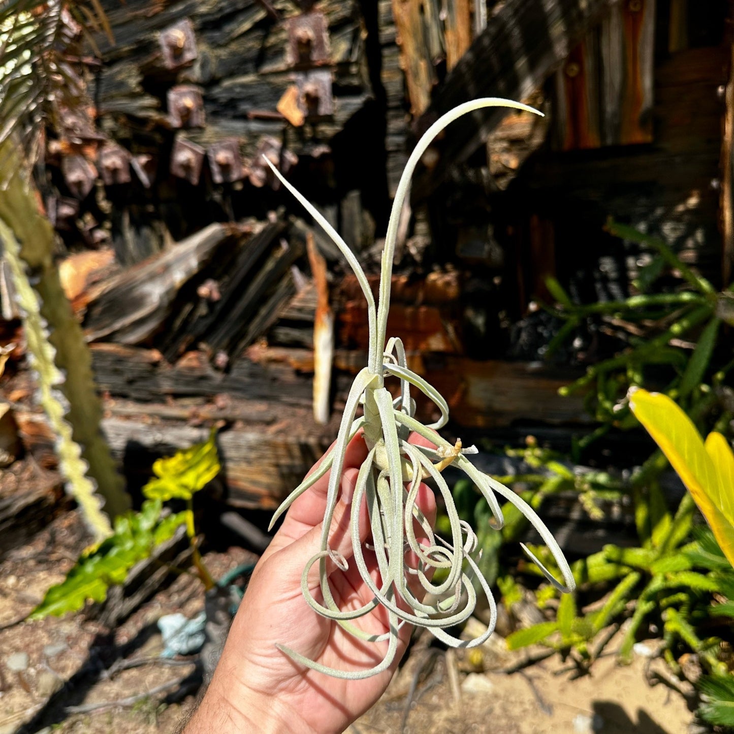 Tillandsia duratii - Rainforest Flora