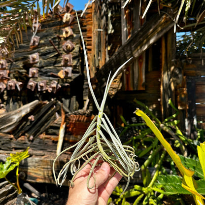 Tillandsia duratii - Rainforest Flora