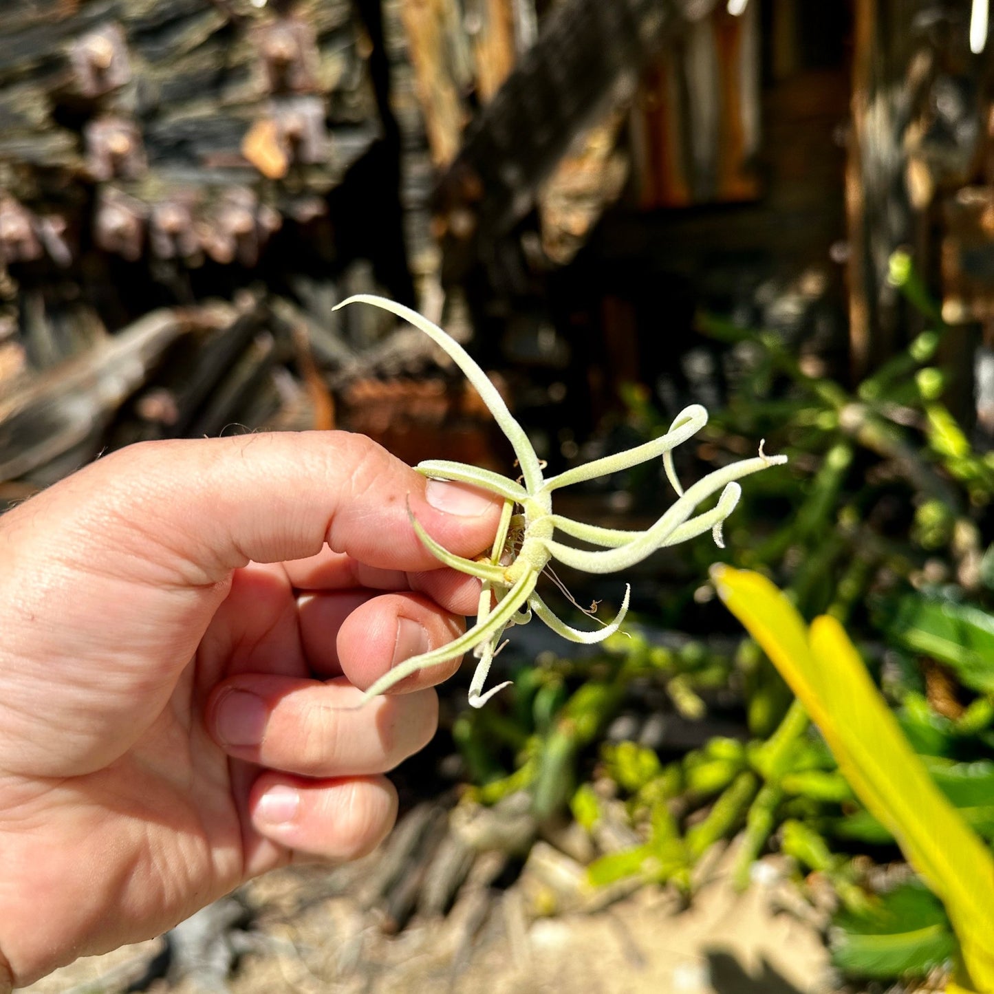 Tillandsia duratii - Rainforest Flora