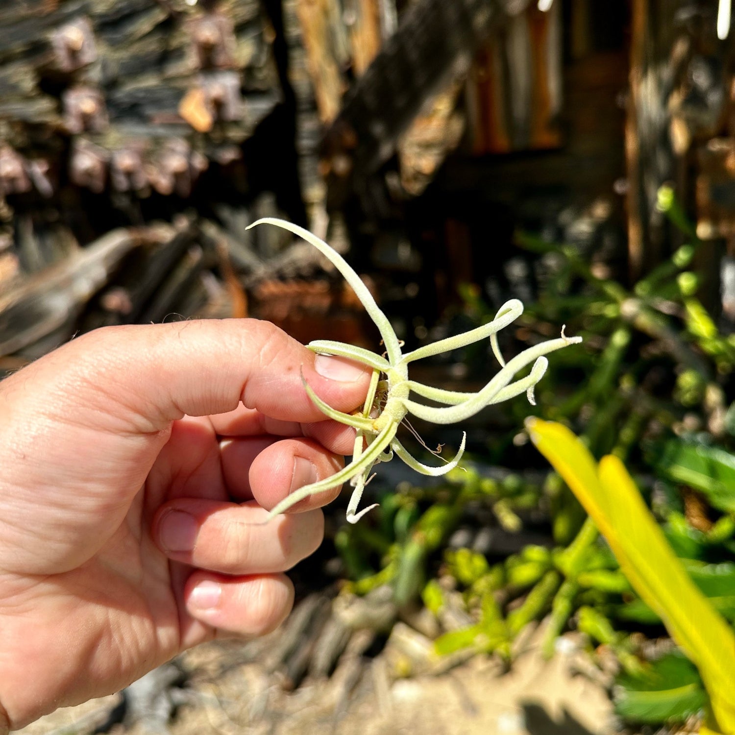 Tillandsia duratii - Rainforest Flora