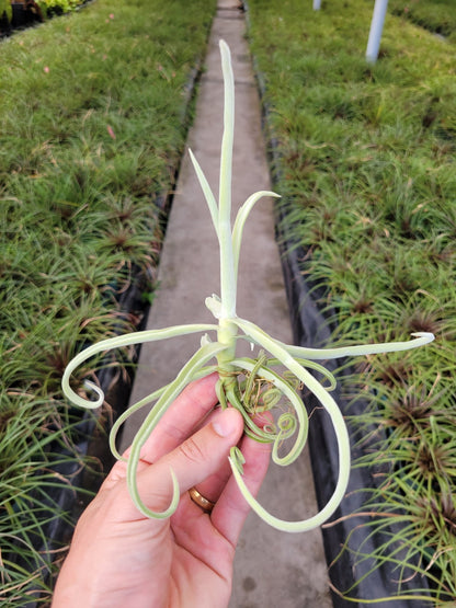 Tillandsia duratii - Rainforest Flora